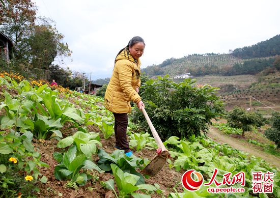 荒地上建“大唐荔园” 产业进村带富周边百姓