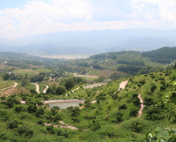 荒地上建“大唐荔园” 产业进村带富周边百姓