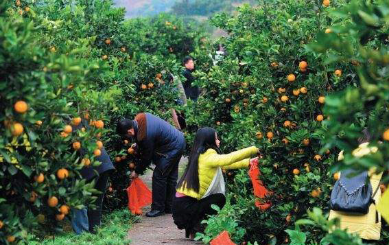 橙黄果香的好时节