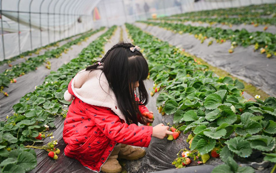 大唐荔园草莓熟了超级甜