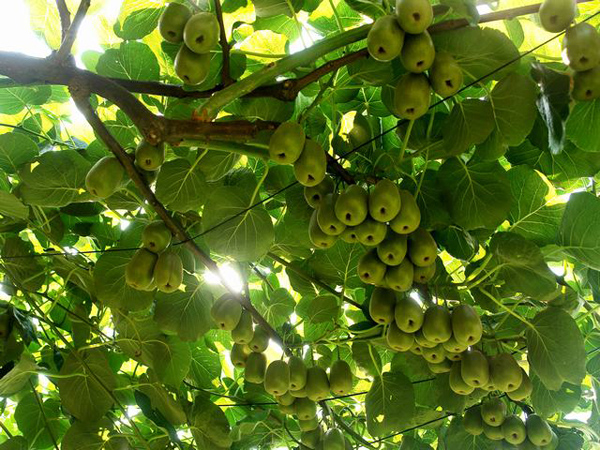 猕猴桃开始成熟，欢迎前来采摘