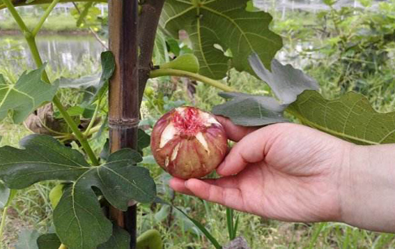 园内无花果煲瘦肉，味道清甜、清暑解热