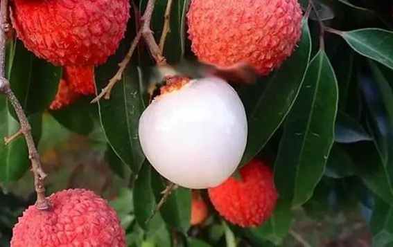 大唐荔园的荔枝充足的阳光照耀使荔枝更甜，更有味