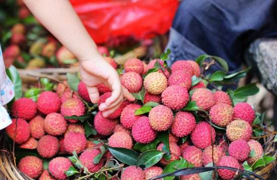 大唐荔园：皇家荔园，大唐真爱，甜美荔枝等你采摘